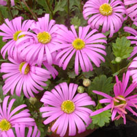 BRACHYSCOME MULTIFIDA 