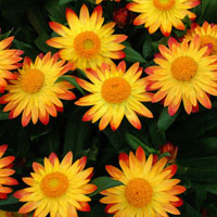 BRACTEANTHA BRACTEATA 