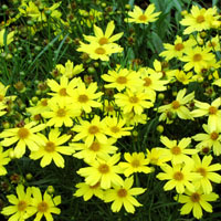 EURYOPS 