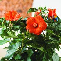Cultivar hibiscus dentro de casa
