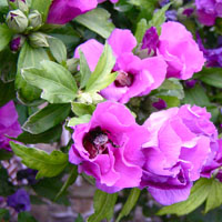 Los otros hibiscus 