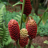 Flores raras