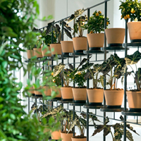 Biombos vegetales
