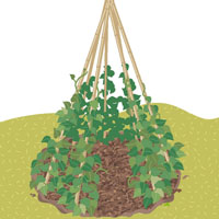Ahora, ¡a esperar que crezcan las plantas!