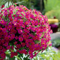 Una petunia-calibrachoa 