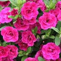 De flores dobles