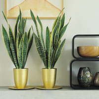 Sumamente decorativas