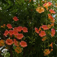 Trompeta china 