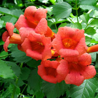 Bignonia o Jazmín de Virginia 