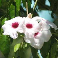 La Bignonia blanca