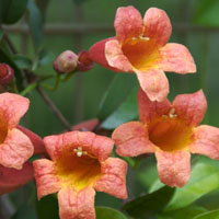 La Bignonia capreolata