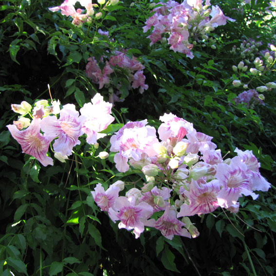 La Bignonia lindleyana