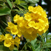 Trompetas de oro