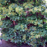 Hortensia trepadora