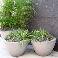 Phormium y gramíneas