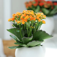 KALANCHOES: la alegría del color