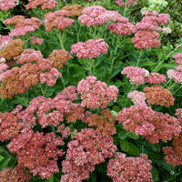 Variedad ‘Herbstfreude’ o ‘Autumn Joy’