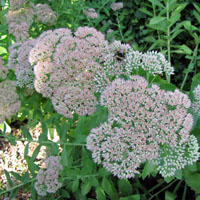 Variedad ‘Brilliant’