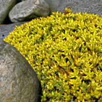 Sedum acre