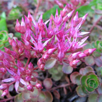 Sedum spurium