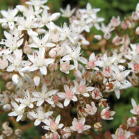 Sedum album