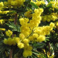 La mimosa y los árboles de flor invernal  