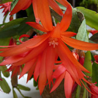 Flores de Navidad de climas cálidos  