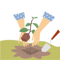 Paso 6: Trasplantar al terreno