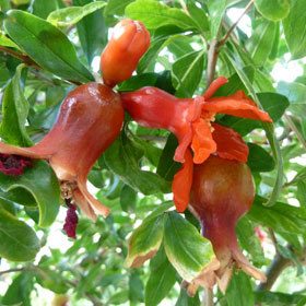 Integrados en el jardín