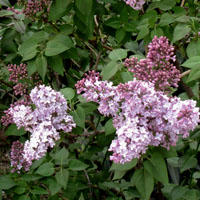 Arbustos de flores olorosas 