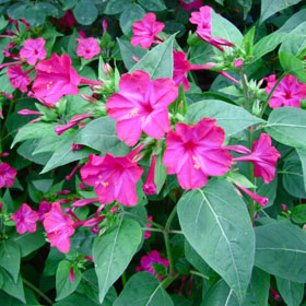 Herbáceas de flores perfumadas
