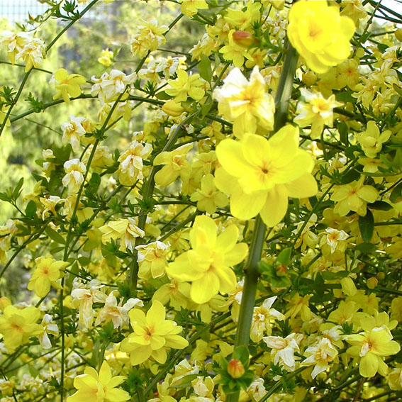 Jasminum mesnyi