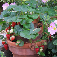 Fresas en una maceta
