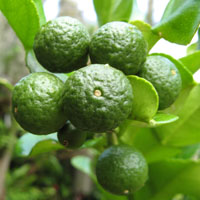 Combava (Citrus hystrix) 