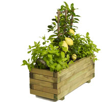 Un minihuerto en una jardinera
