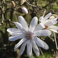 Fragantes estrellas