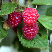Frambuesas