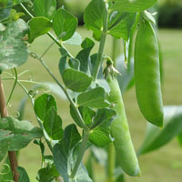 Guisantes