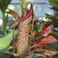 Nepenthes (Copa de mono)