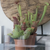 Sarracenia (Cuerno de caza)