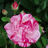 La Rosa gallica o rosa francesa