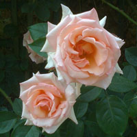 Perfumada rosa de té