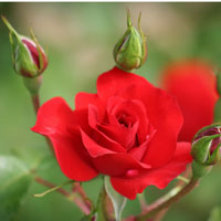 La rosa más popular