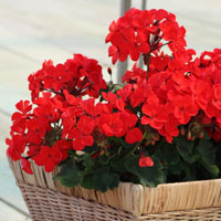 Geranios y gitanillas (Pelargonium)