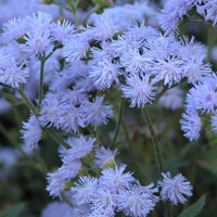 Agérato (Ageratum houstonianum)