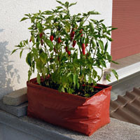 Bolsa de cultivo