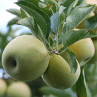 Variedades de frutales autofértiles