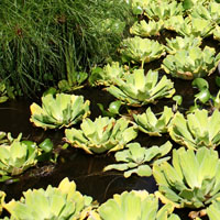 Lechuga de agua