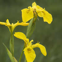 Lirio amarillo
