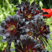 Aeonium